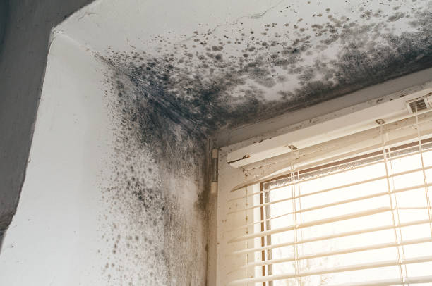 Affordable Mold Cleanup solutions in Bensenville, IL